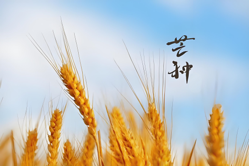芒种.png